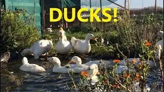 ASMR | Ducks In The Food Forest
