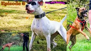 🔴Living With Sentinels Ep 6🔥Meet Jared🔥 Owner Knox American Sentinel & Griselda Midgard Mastiff