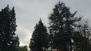 2:53pm Dec 14, 2025 - Sun Tries To Break Through Tule Fog Low Cloud Deck