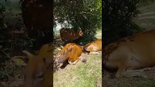 Wild Cow's at Tap Mun Island | Cow | Island