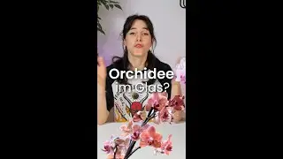 Orchideen im Glas!