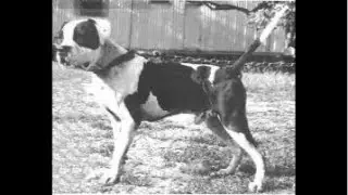 THE MASTER OF ALL BULLDOGS SAID LET US TEACH YOU ABOUT MAKING YOUR OWN BULLDOGS, MASTIFFS, ETC