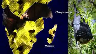 The Field Revealed: Frozen Fruit Bats