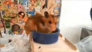 TheHamsterNinja 1,000+ Subscriber Contest Entry