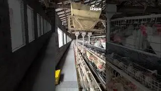 Automated egg harvesting in a modern poultry farm