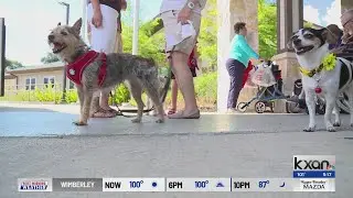 Senior Citizens Help Shelter Dogs Find Homes in Unique Weekly Event