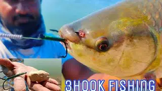 waiting Fishing Singh Shikar Technique Rohu Fish Carp Fish Catching River Fishing