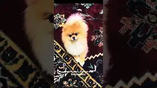 Introducing the Pomeranians ❤️ #pomeranian #dog #dogs #pets #animals #hund #pomeranian_dog #loyalty