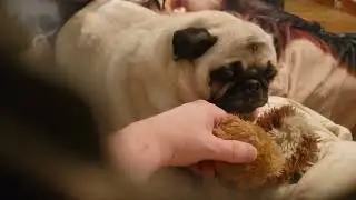 Scary Pug 🥊🥊🥊