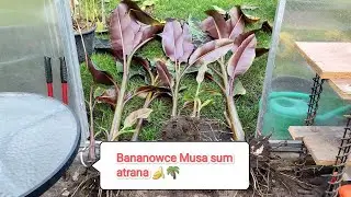 Banan Musa Sumatrana zebrina royo. Wykopywanie, oddzielanie odrostów. Cz.1