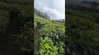 #munnar #munnarvlog #munnarteagarden #kerala #india #indian #dubai #travel