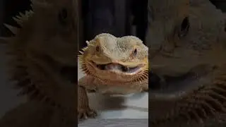 #beardeddragon #bartagame #animals #funnyanimals #goodboy #pets #petlover