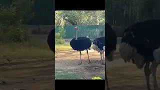 The Ostrich #shorts #viral #trending #youtubeshorts #youtube #shortsfeed #shortsvideo #shortvideo