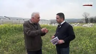 Mast Kazı Yetiştiriciliği-Hilal Hayvancılık Damızlık Mast Kazı &Ccedil;iftliği-Sakarya-Yaşar Top&ccedil;u