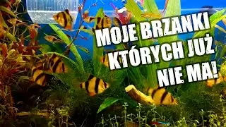 karpiki