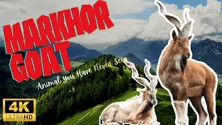 Markhor Goat 🐐 One Unique Animal You Have Never Seen