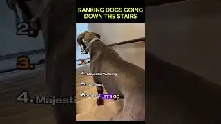 Dogs Being Dogs 🐕 | Funniest Dog Fails Compilation