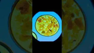🍜🔬 Indomie Under the Microscope &ndash; Is It Really Clean? #microscope #science #microscopicworld
