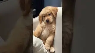 Golden Retrievers #funnydogs #dogsofyoutube #funnyvideo #dogs