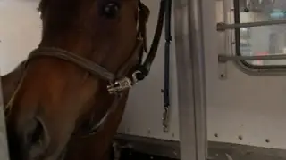 Raw: Philly Police Corral Horse on the Loose