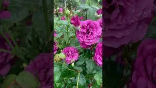Plum Perfect Rose Unfolds Like a Dream - A Symphony in Plum.