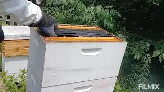 Clueless Bee Keeping. Learn as we go.