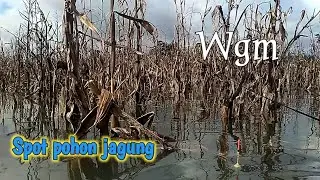 SPOTNYA BIKIN NAGIH..POHON JAGUNG YANG MENGERING.IKANNYA PADA DISINI#part1 .@godhongjatichannel4967 