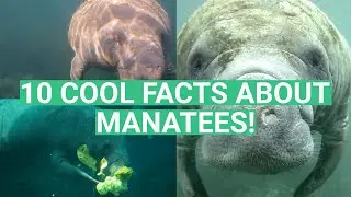 10 Fun Facts About Manatees!