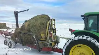 January at Highview Angus Ranch (2018)