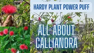 all about calliandra#powerpuff#caretips #care#gsrdenandgardening