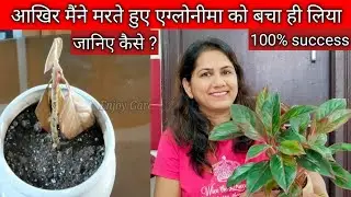 How i saved my Aglaonema|मरते हुए एग्लोनीमा को मैंने कैसे बचाया|how to save aglaonema from root rot
