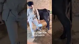 #lowcost #buffalo #murraha #farming #animal