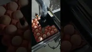 Printing application for egg marking by a Continuous Inkjet printer