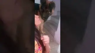 Pure love @whiskeythelandshark  #doglover #germanshepherdindia #gsd #viralvideos