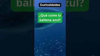 Qu&eacute; come la ballena azul?  #explicatodo#shorts #ballena azul