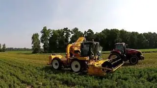 Oxbo 1080 harvester with SP4500 picking head cutting stevia plants