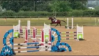 EYE CATCHING YOUNG HORSE