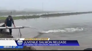 Coleman National Fish Hatchery releases one million juvenile salmon