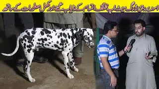Asad Brohi Dogs Setup | German Shepherd Golden Retriever Siberian Husky American Pit Bull Terrier