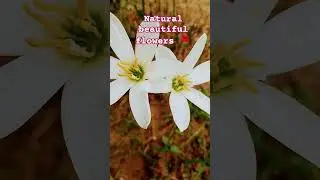 Pure Love #flowers#garden#nature#natrelover# happiness#viralreels#shorts#flower#gardening