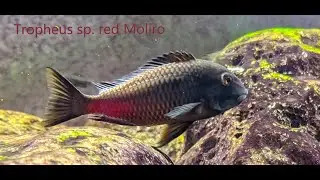 Tropheus sp.  Red Moliro - watching their super active lives