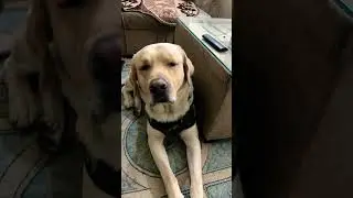 Dog #funny #labrador #dogs #petlovers #cute
