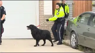 Bizarre attack: Takedown of two violent dogs in Edmonton