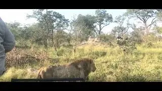 Matimba male lions on safari