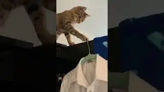 Funny Cats 01