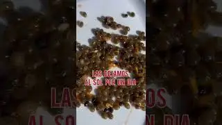 Purgante natural para desaparecer par&aacute;sitos r&aacute;pidamente ! 👏