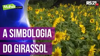 A simbologia do Girassol - Mulher.com - 15/04/2019