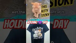 Meow Kitty Kitten 😻🐾 Needs a Food #shorts #kiiten  #cutecatshorts #pets #cat #kitten