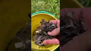 What is there to do about this? #shorts #soil #plastic #microplastics #gardening #compost