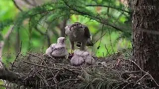 Admire how wild animals take care of their offspring season 50.#Owls, #Eagles,